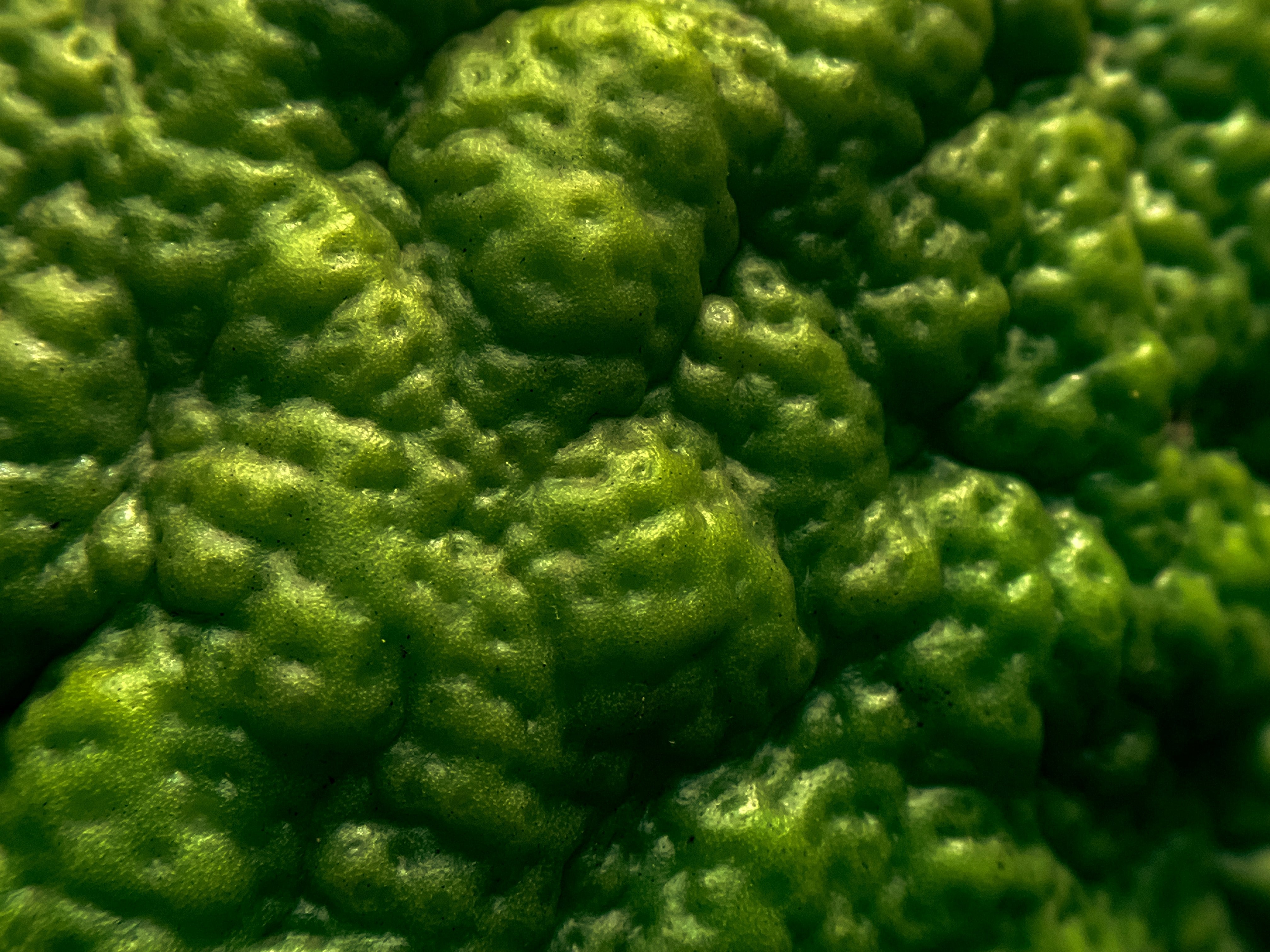 Bergamot