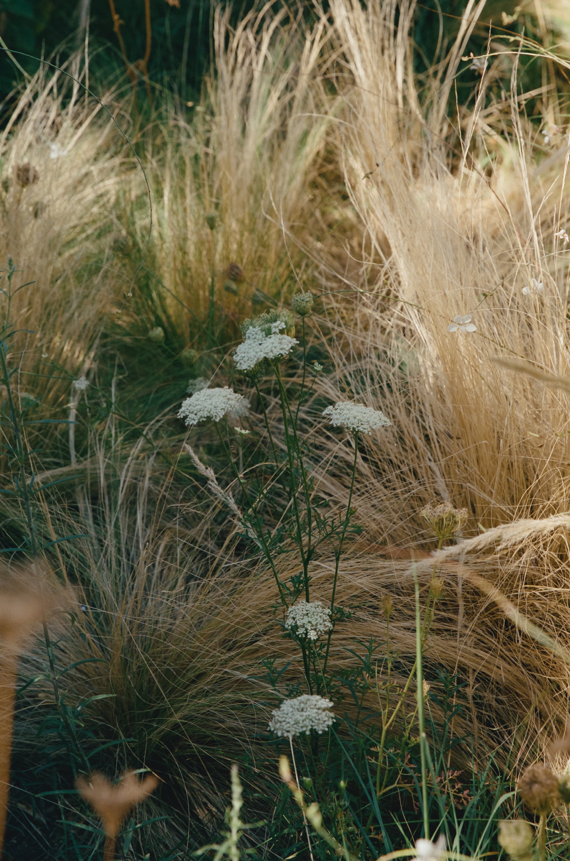 African Chamomile & Eucalyptus Sleep Spray